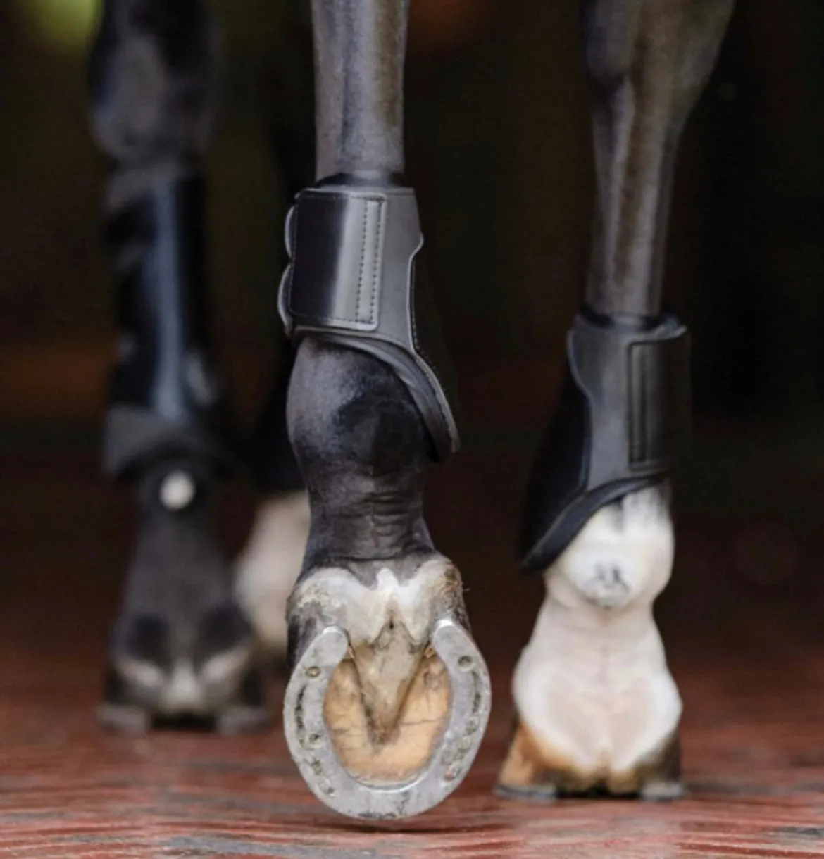 EquiFit Essential: The Original Hind Boot